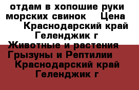 отдам в хопошие руки морских свинок  › Цена ­ 1 - Краснодарский край, Геленджик г. Животные и растения » Грызуны и Рептилии   . Краснодарский край,Геленджик г.